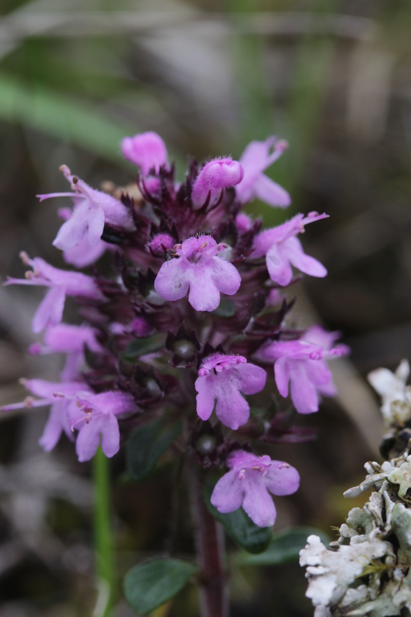 Mother Of Thyme photo 8
