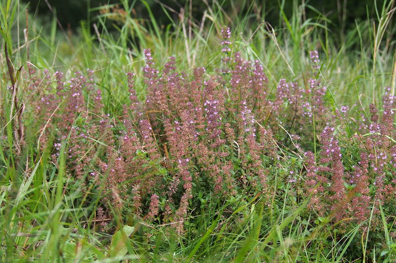 Lemon Thyme photo 5