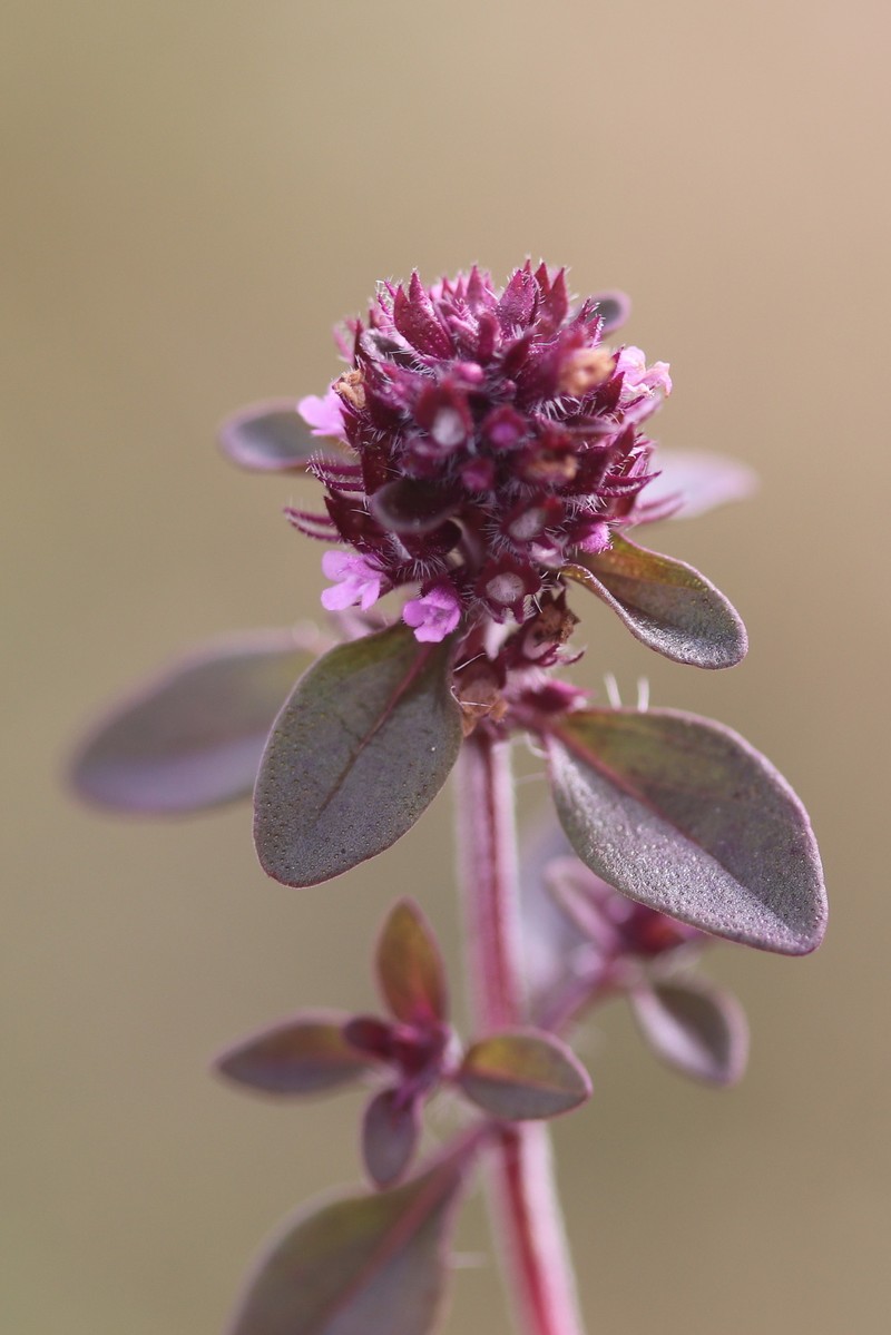 Lemon Thyme photo 2
