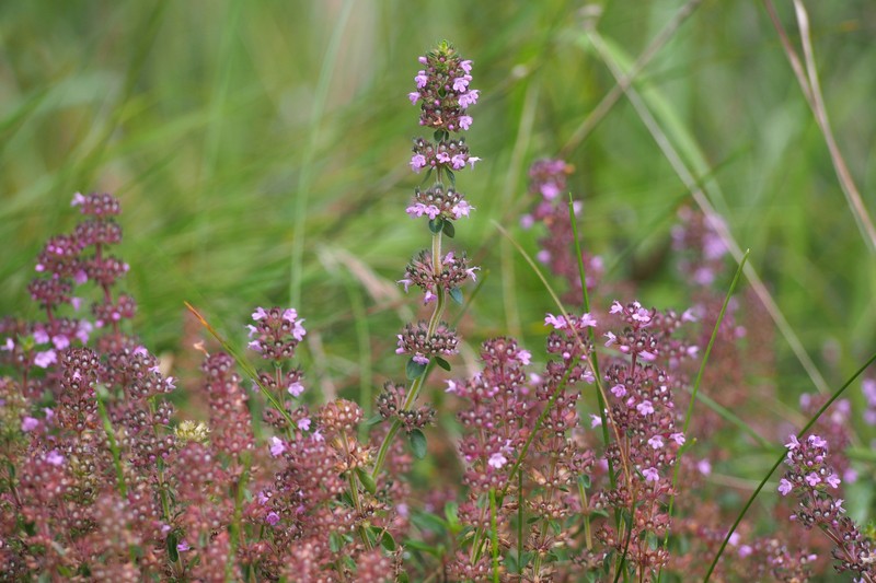 Lemon Thyme photo 3