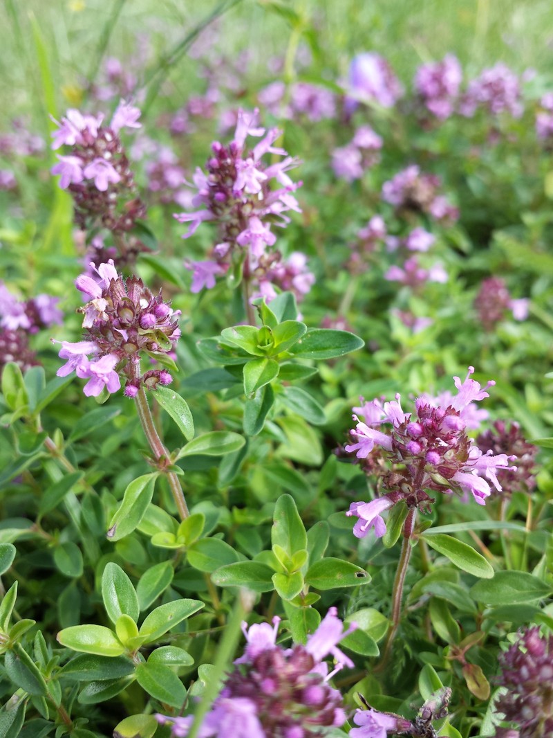 Lemon Thyme photo 4