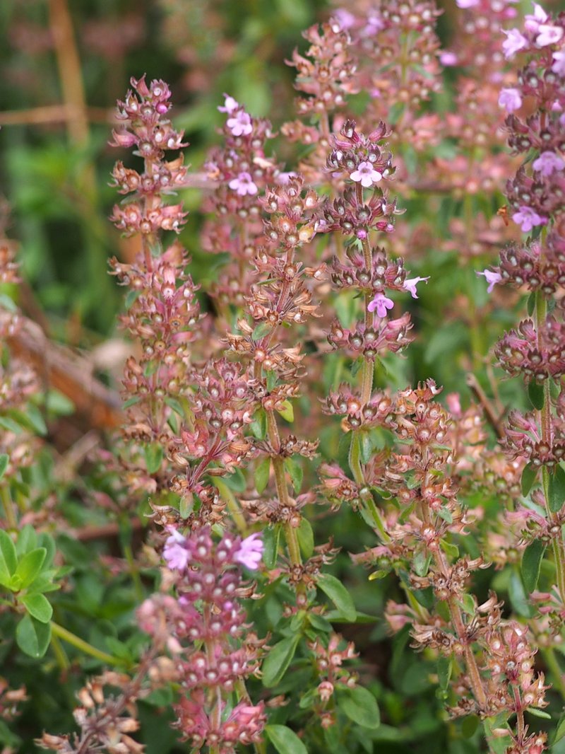 Lemon Thyme photo 6