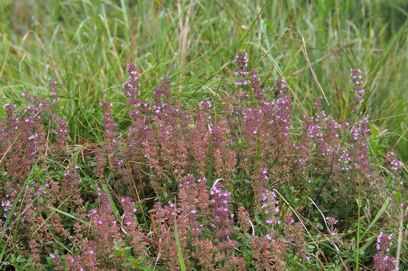 Lemon Thyme photo 7
