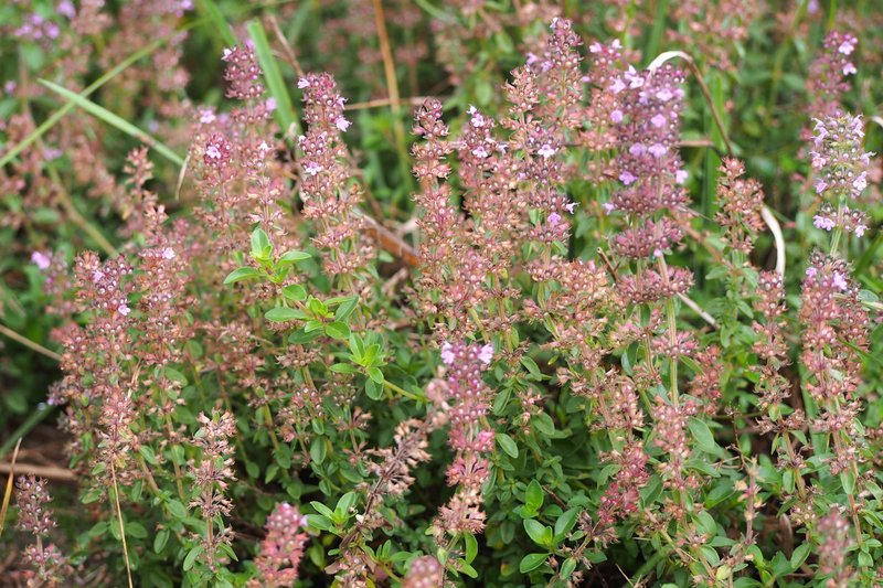 Lemon Thyme photo 8