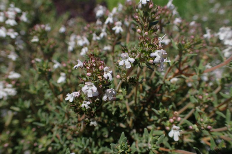 Thymus thracicus