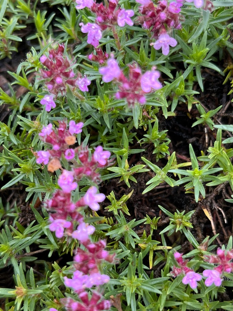 Thymus urumovii