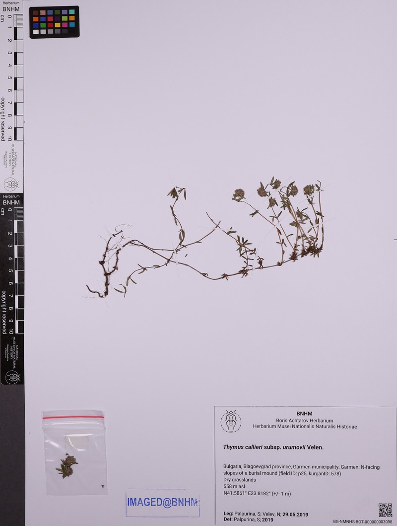 Thymus urumovii photo 2