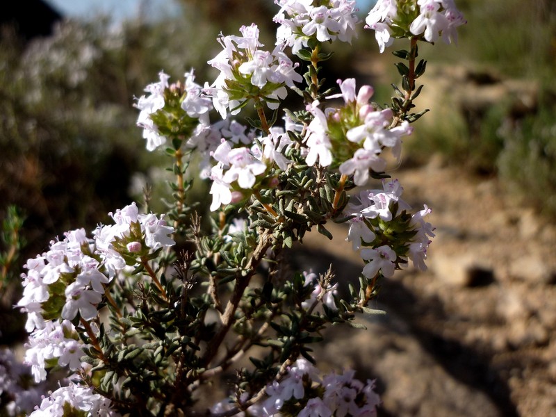 Garden Thyme photo 5
