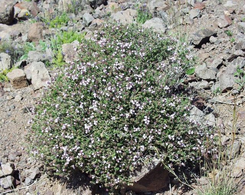 Garden Thyme