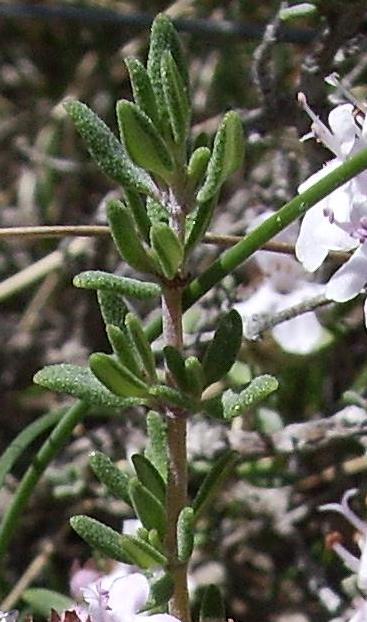 Garden Thyme photo 6