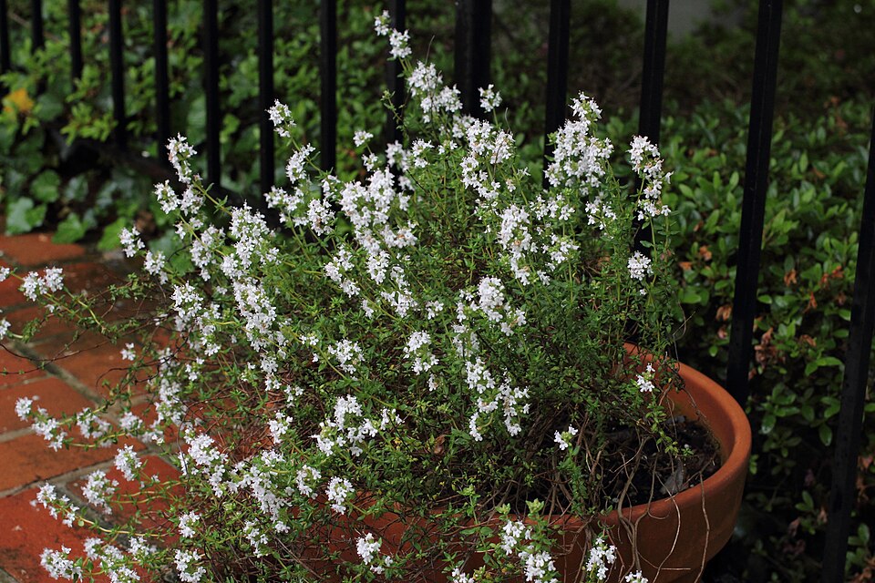 Garden Thyme photo 7