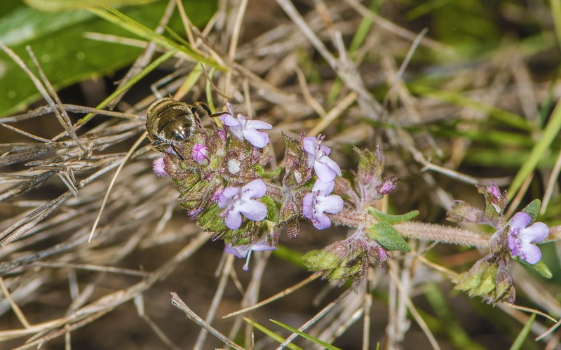 Garden Thyme photo 2