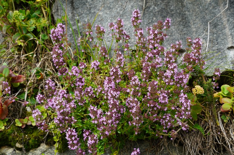 Garden Thyme photo 3