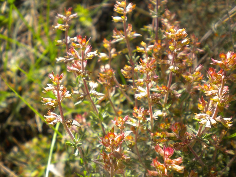 Garden Thyme photo 8