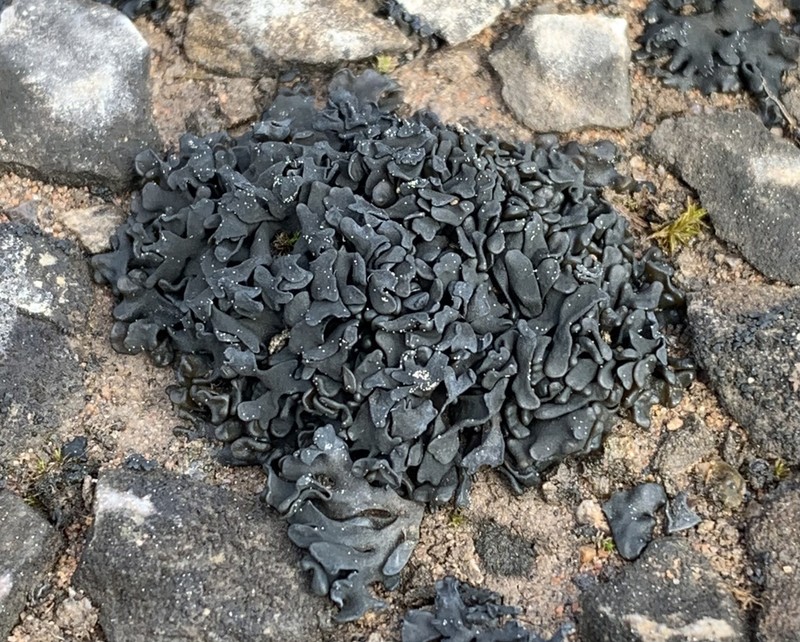 Thyrea confusa photo 2