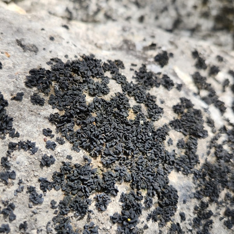Thyrea confusa photo 3