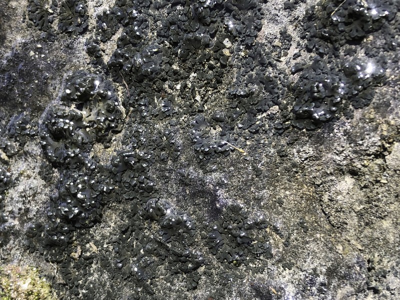 Thyrea confusa photo 4