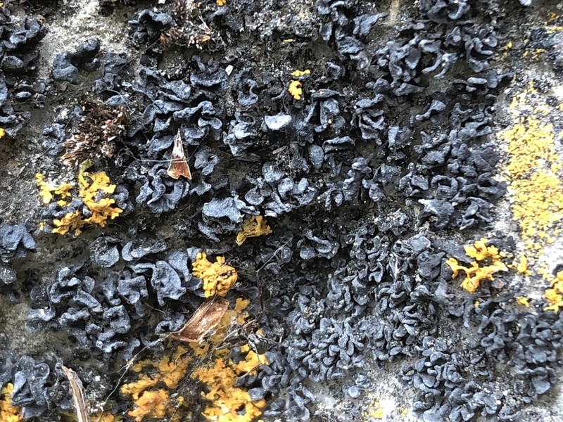 Thyrea confusa photo 5