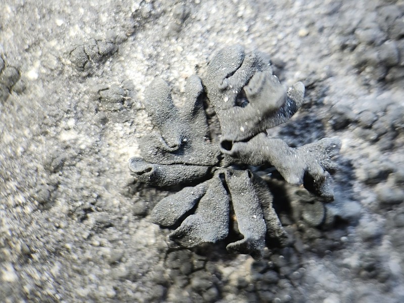 Thyrea confusa photo 6