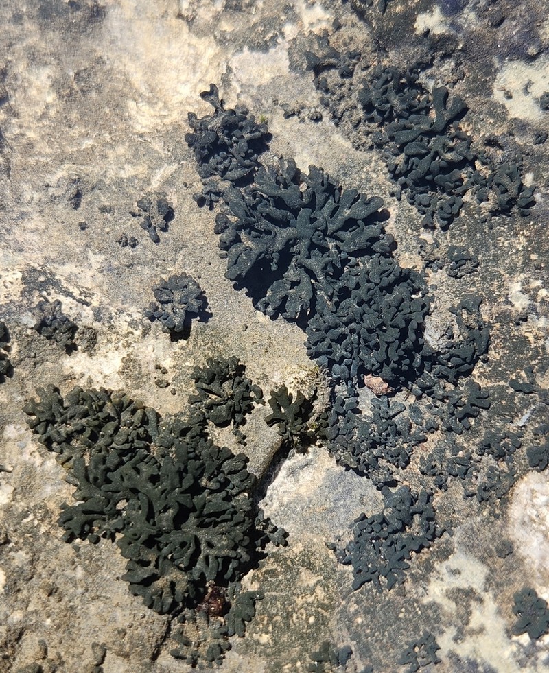 Thyrea confusa photo 7