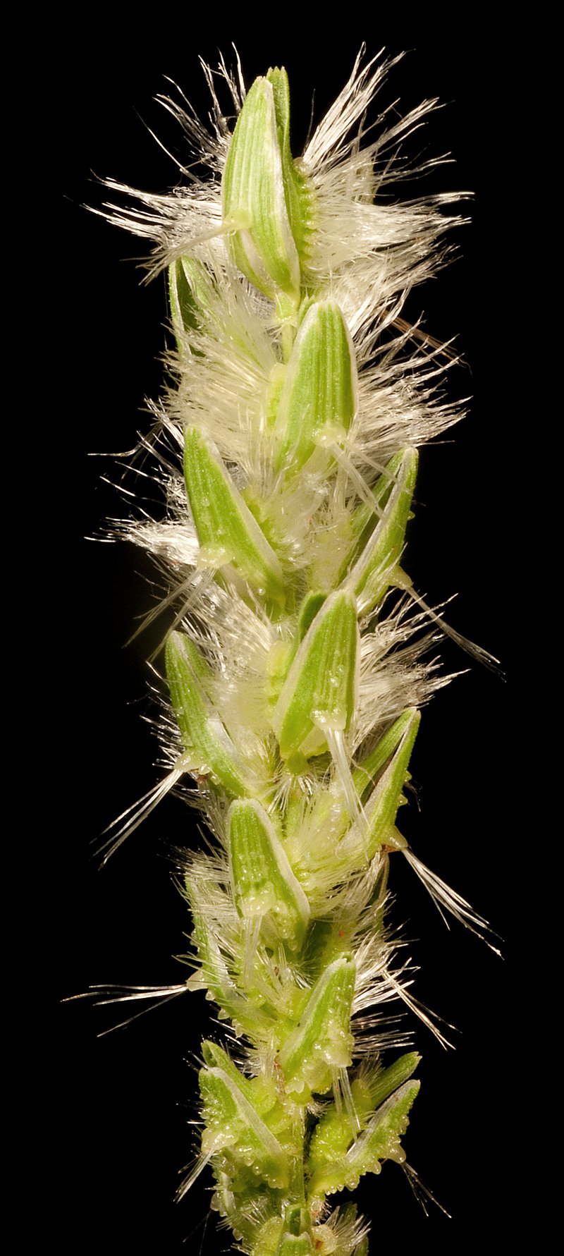 Thyridolepis mitchelliana