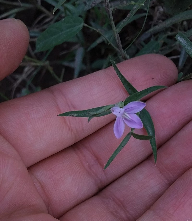 Thyrsacanthus sulcatus