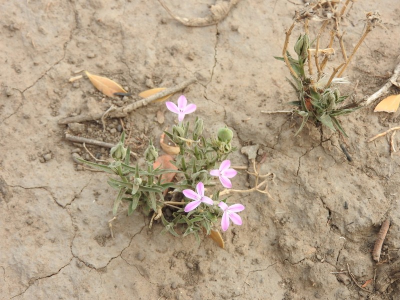 Thyrsacanthus sulcatus photo 2