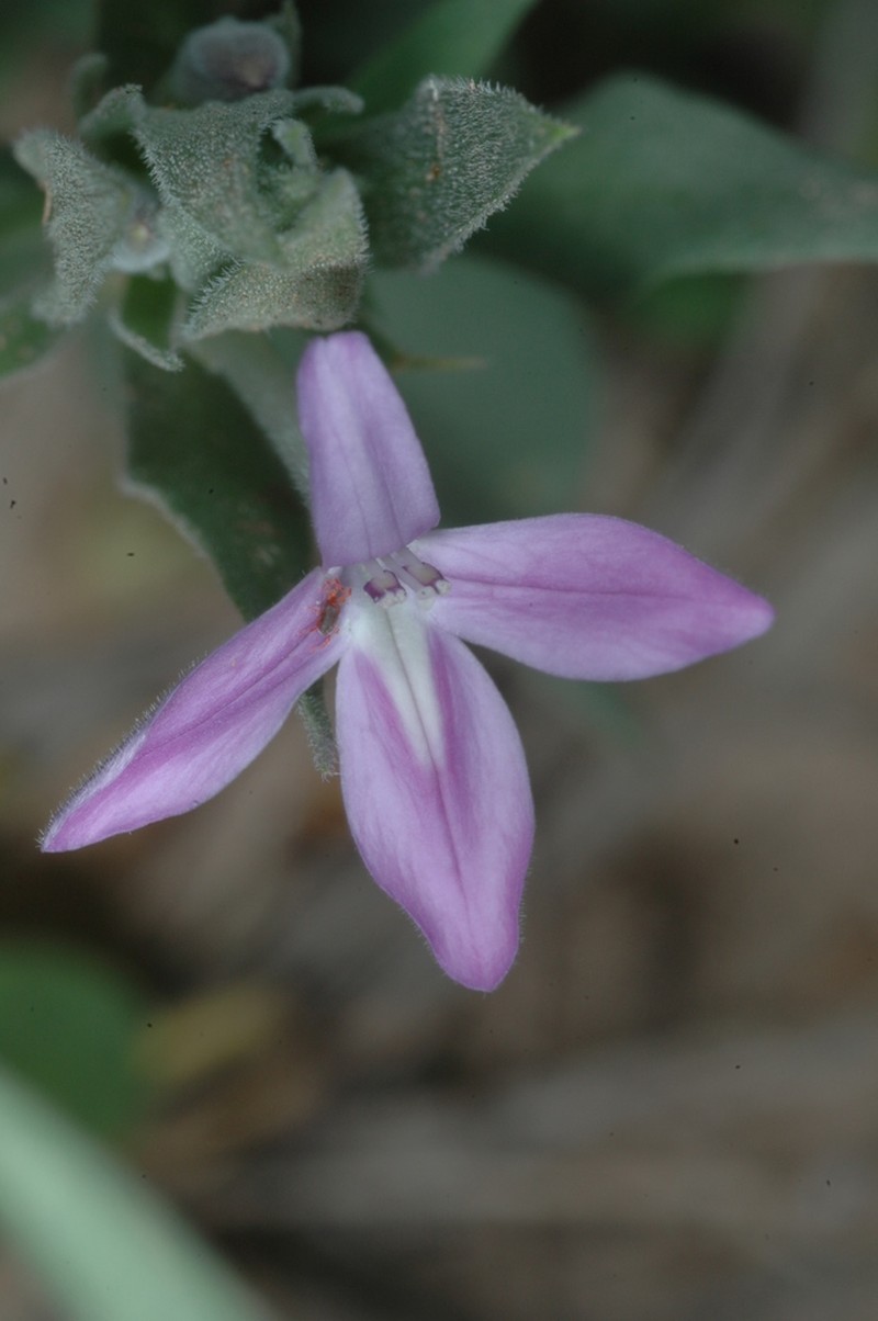 Thyrsacanthus sulcatus photo 3
