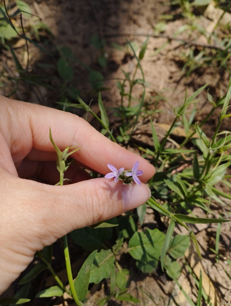 Thyrsacanthus sulcatus photo 4