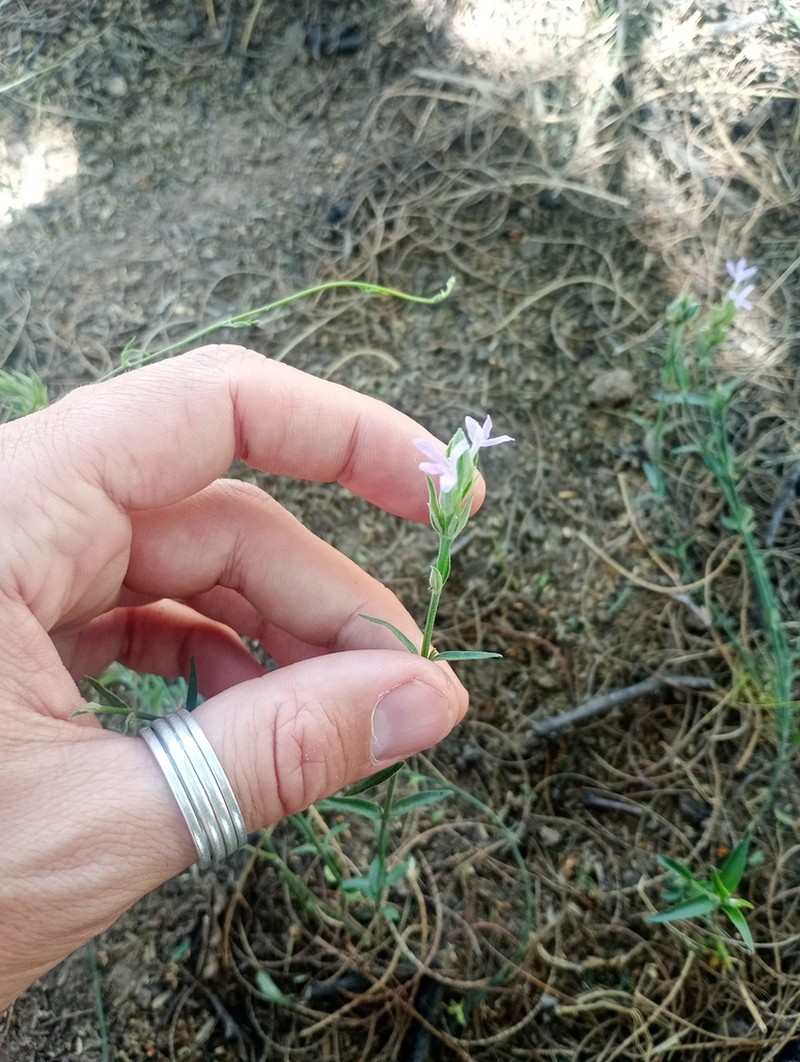 Thyrsacanthus sulcatus photo 5
