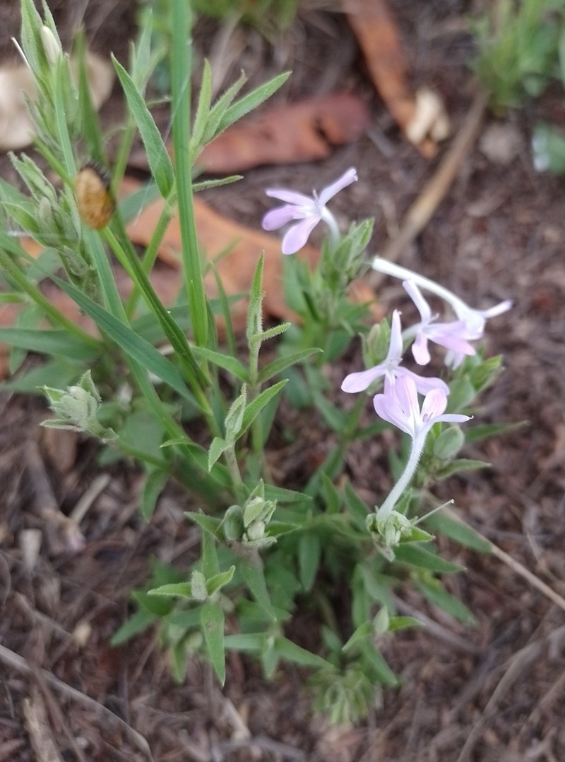 Thyrsacanthus sulcatus photo 6