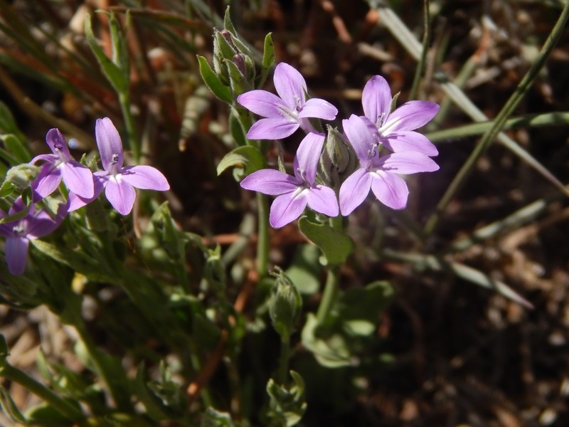 Thyrsacanthus sulcatus photo 7