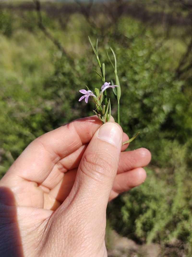 Thyrsacanthus sulcatus photo 8