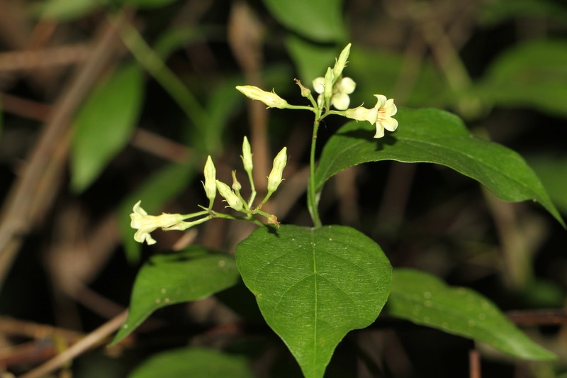Climbing Dogbane photo 5