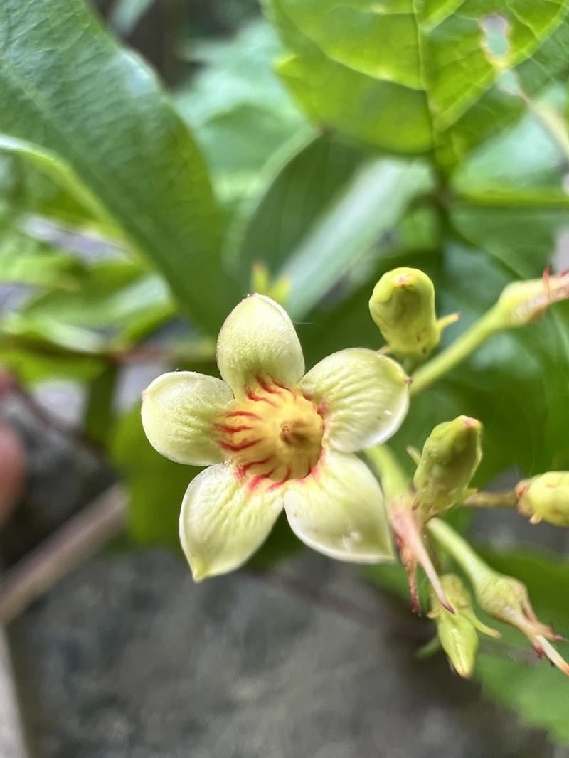 Climbing Dogbane photo 6