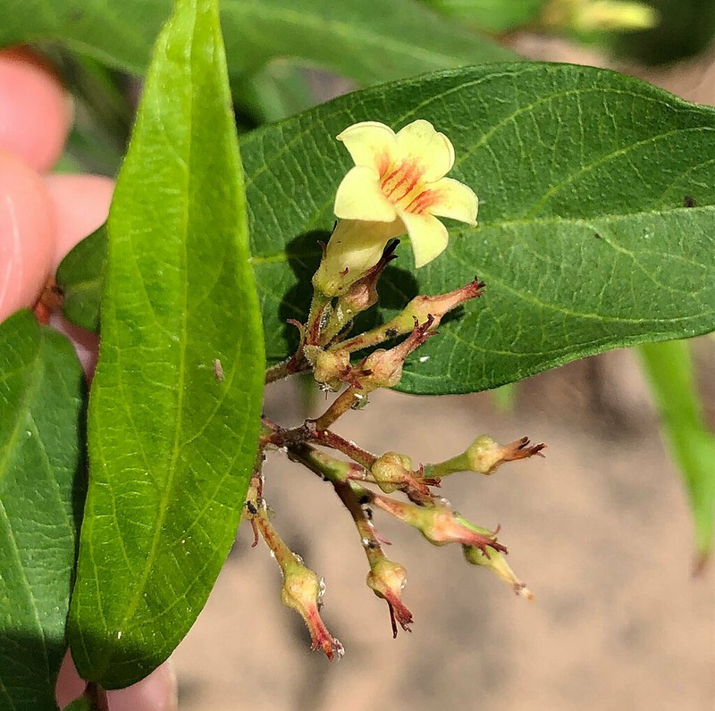 Climbing Dogbane photo 7