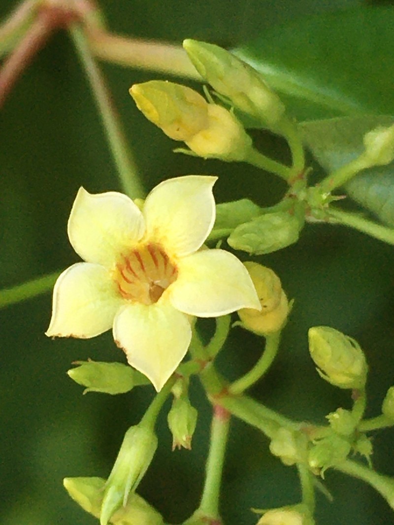 Climbing Dogbane photo 8
