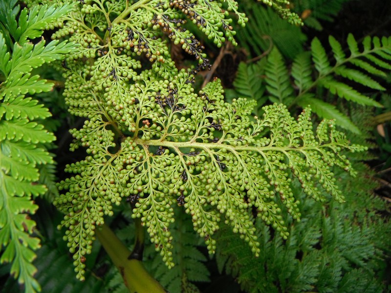 Thyrsopteris elegans photo 2