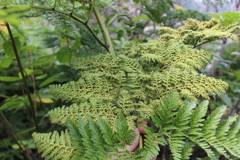 Thyrsopteris elegans photo 4