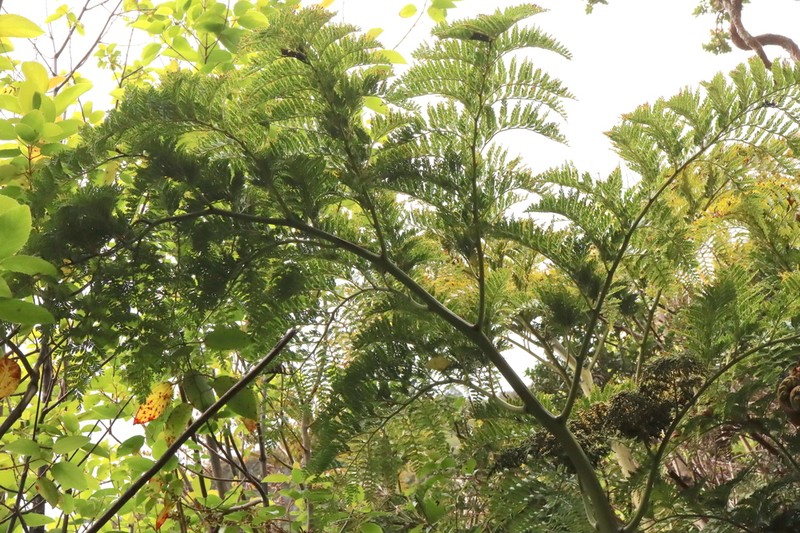 Thyrsopteris elegans photo 5