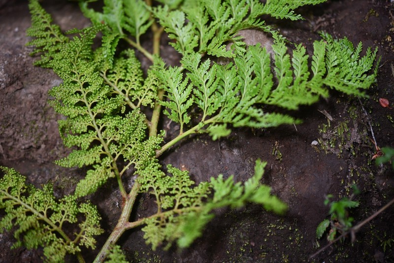 Thyrsopteris elegans photo 6