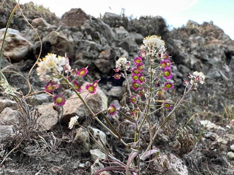 Santa Cruz Island Fringepod photo 3