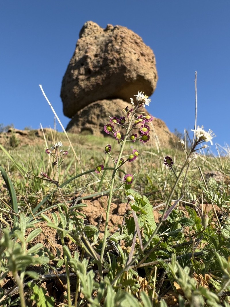 Santa Cruz Island Fringepod photo 7
