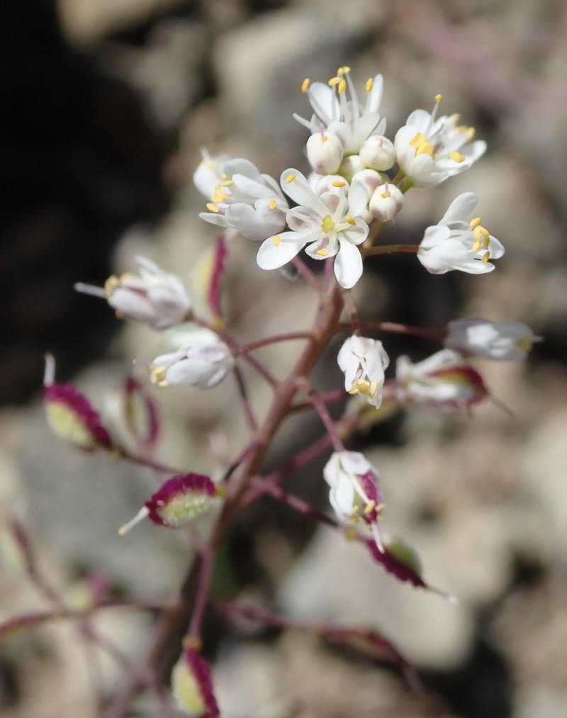 Santa Cruz Island Fringepod photo 8