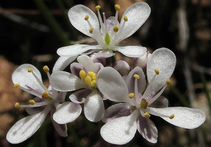 Santa Cruz Island Fringepod photo 2