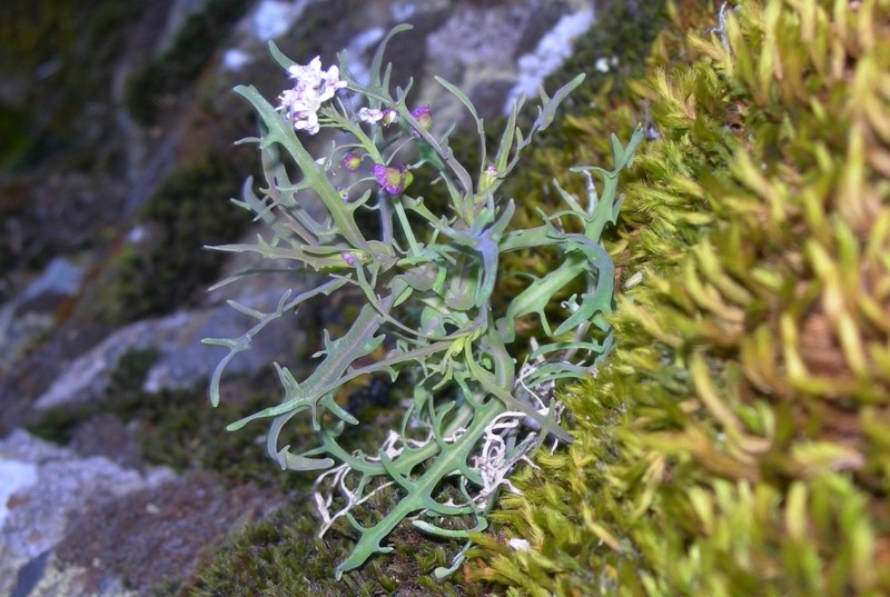 Santa Cruz Island Fringepod photo 3