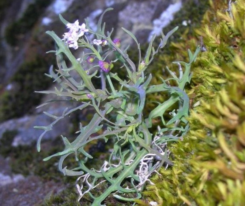 Santa Cruz Island Fringepod