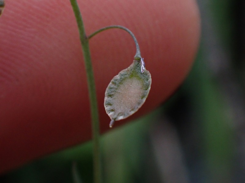 Sand Fringepod photo 3