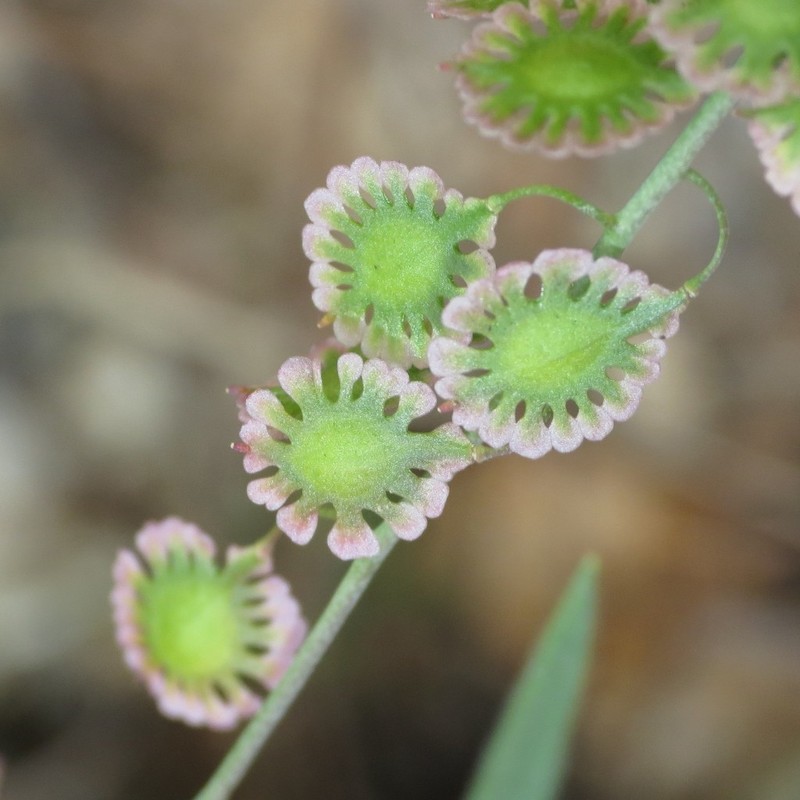 Sand Fringepod photo 5