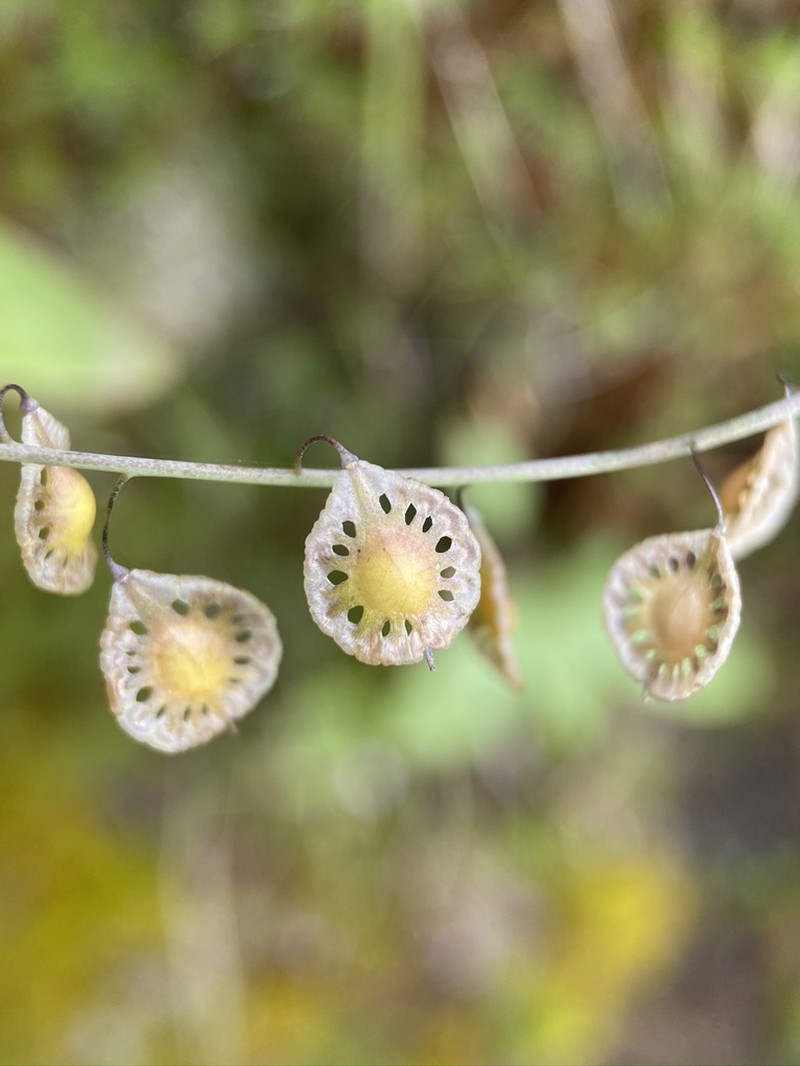 Sand Fringepod photo 6